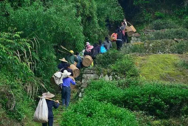 福建之茶武夷岩茶不同程度的炭焙及品质呈现